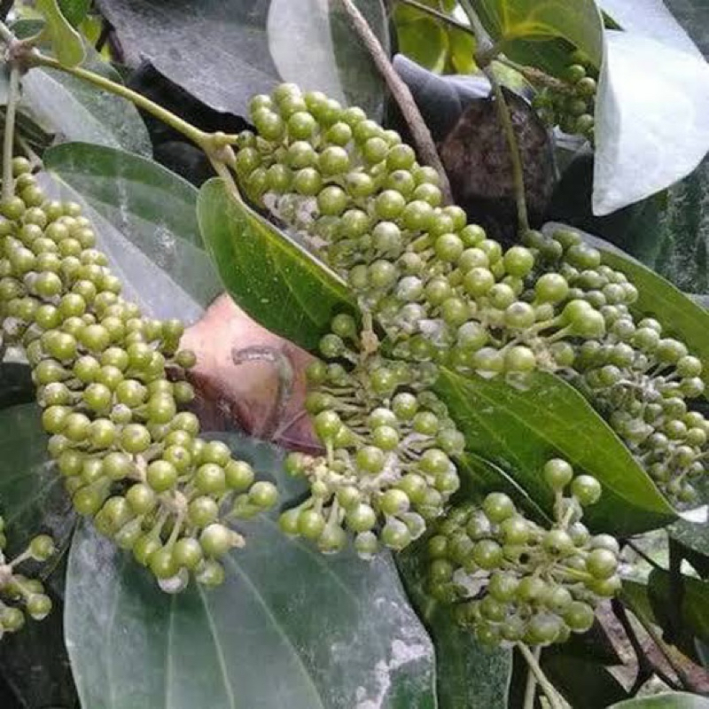 

Buah kemukus segar petik langsung 200 gram