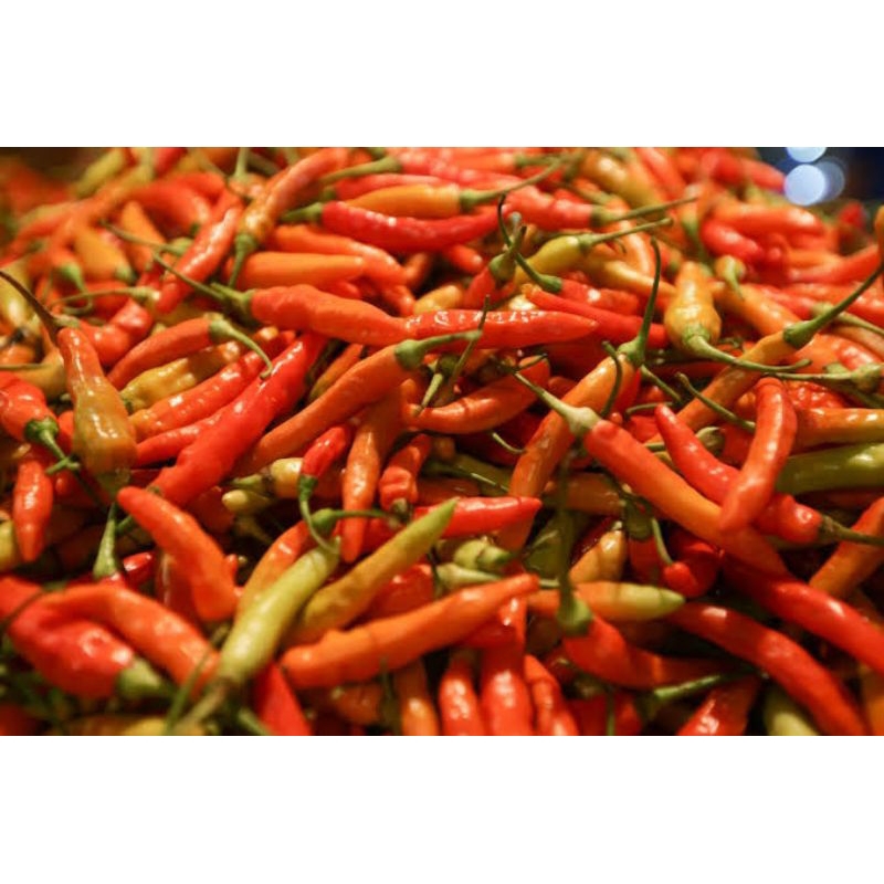 

Cabai Rawit Merah Fresh Ukuran 250g/500g/1Kg