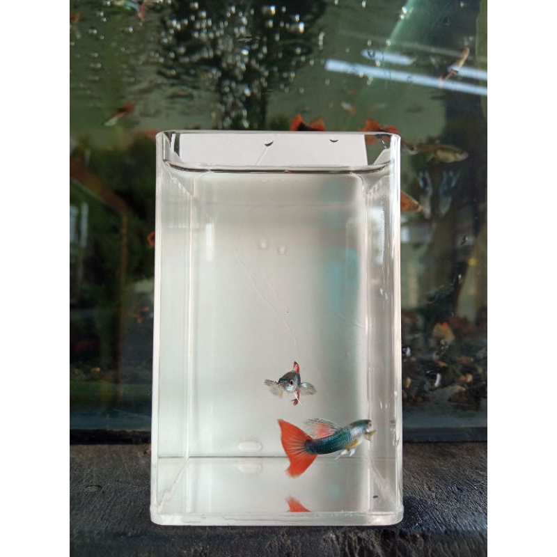 KARDUS ISI GUPPY PLATINUM RED TAIL