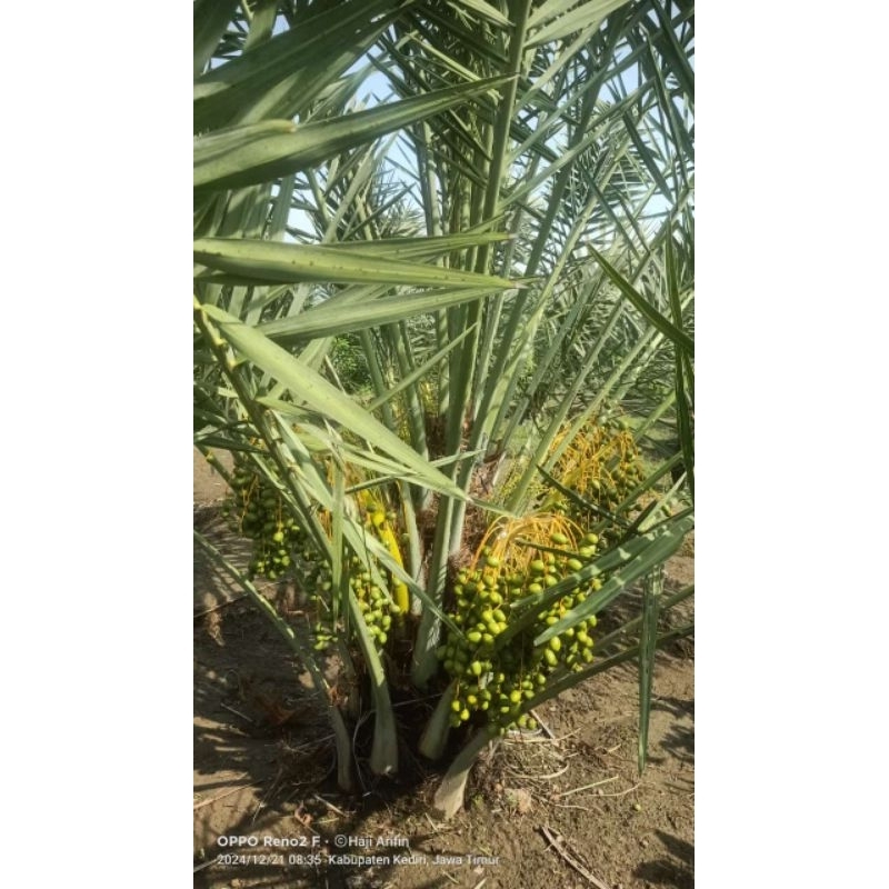 

kurma tropis berbuah