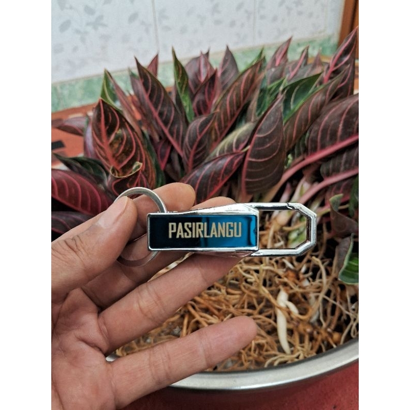AGLONEMA RED SUMATRA