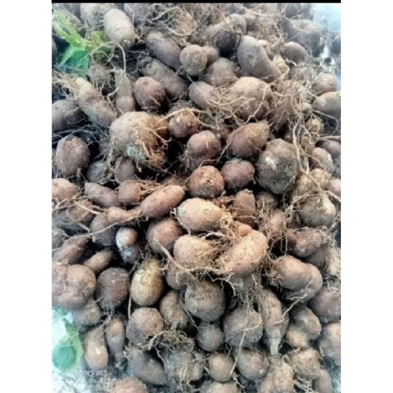 

bibit kentang klici/kentang hitam buat di tanam murah aja 1 kg