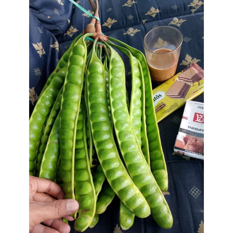 petai segar, tua dan mulus