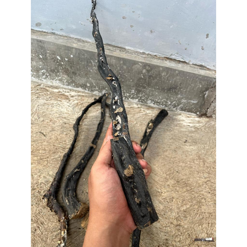 Bahan Akar Bahar Merah Body Hitam Jumbo