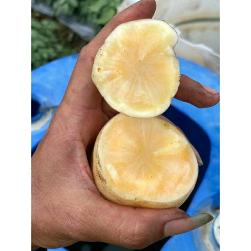 Umbi Yacon/Yakon (Smallanthus Sonchifolius) Organik, Bersih & Fresh 1KG