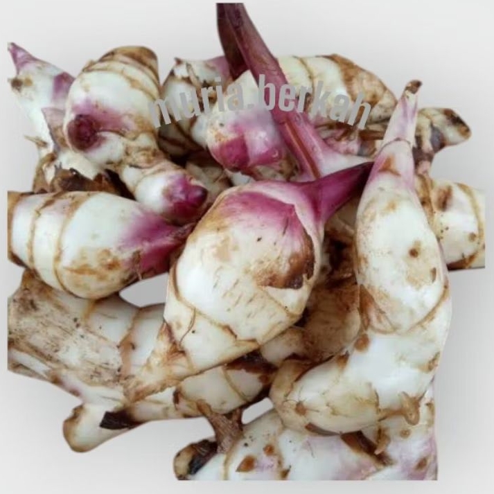 

Ganyong Asli Muria Umbi Manis Paket Hemat 2 Kg