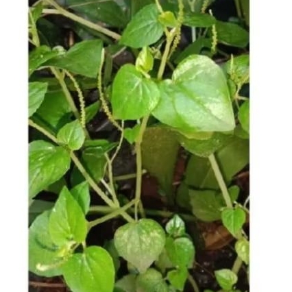 

daun ketumpang air/sirih cina