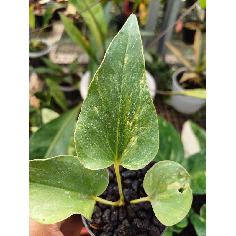 Anthurium Browni ( Corong ) Variegata