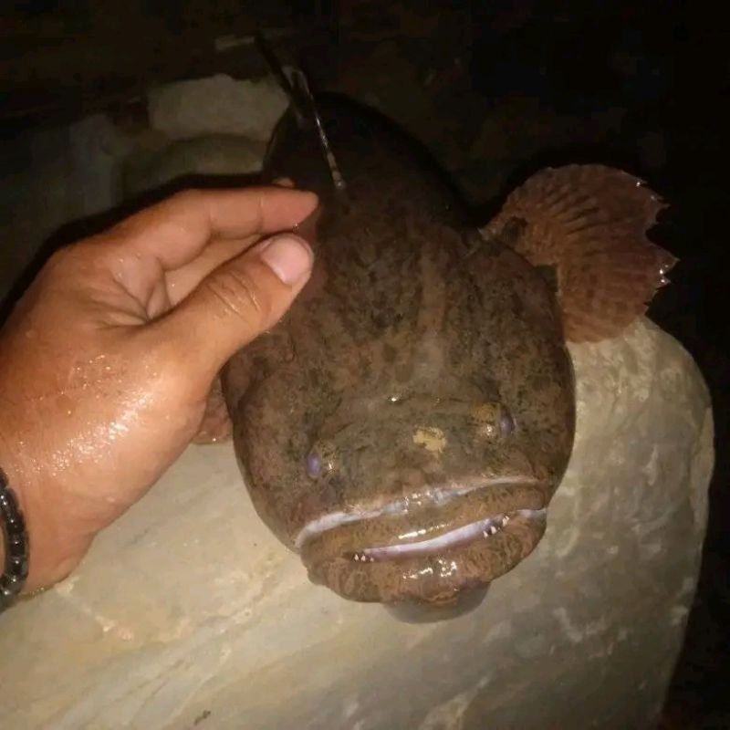 patung cana ikan