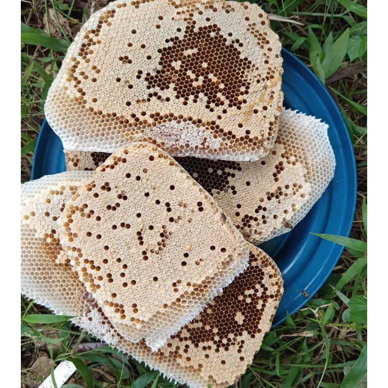 

Sarang lebah fresh / larva / sarang lebah madu / tolo lebah / tala lebah 1Kg