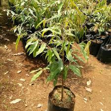 Bibit Durian Musang King 1 M Siap Berbuah / Bibit Durian Musang King Bersertifikat
