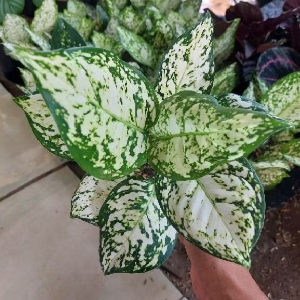 Tanaman hias aglonema dud anjamani - aglonema white anjamani