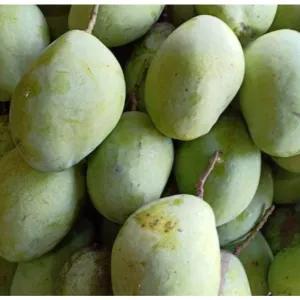 

buah mangga mentah untuk rujak 900gram