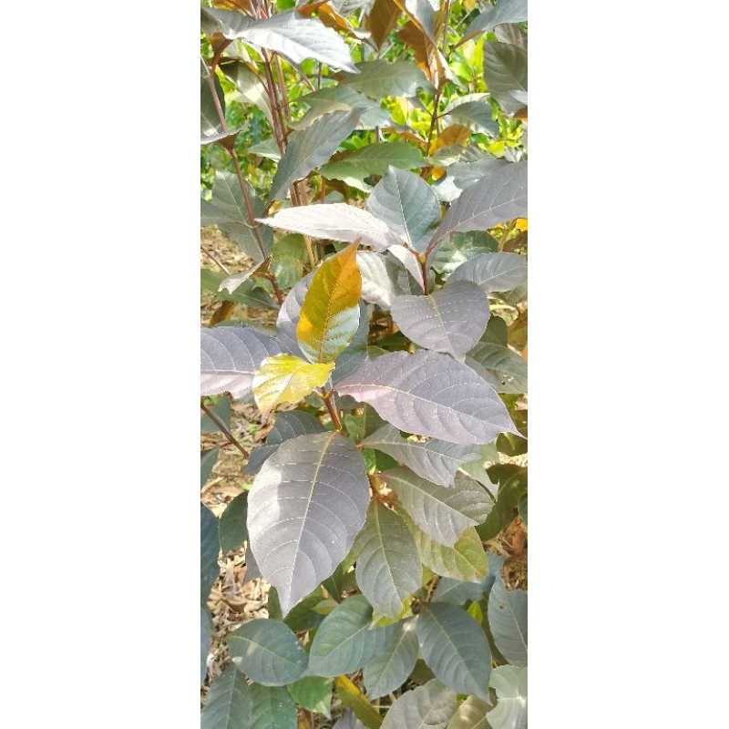 

15,batang bibit stek daun ungu