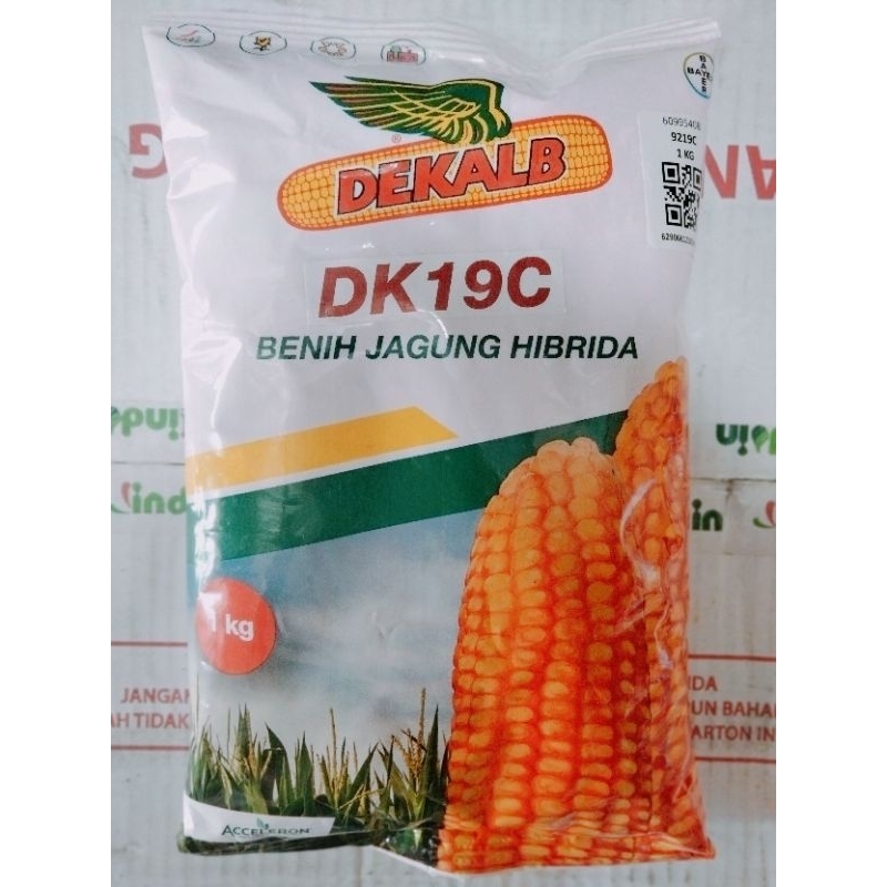 Benih Jagung Hibrida DK 19C 1kg