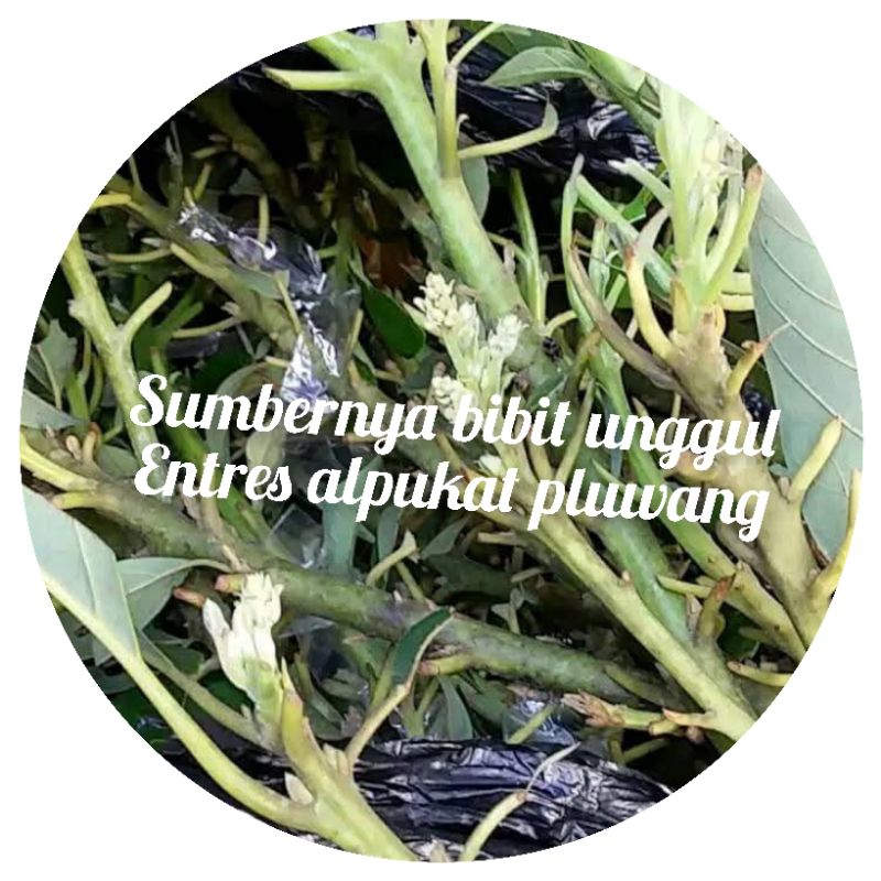 entres alpukat pluwang