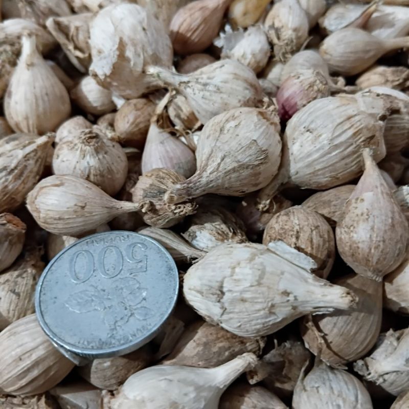 

1 Kg Bawang Putih Tunggal Bahan Baku Fermentasi Madu Bawang