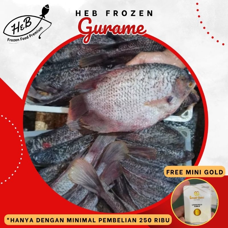 

Ikan Gurame Gurami Segar Fresh Frozen Termurah