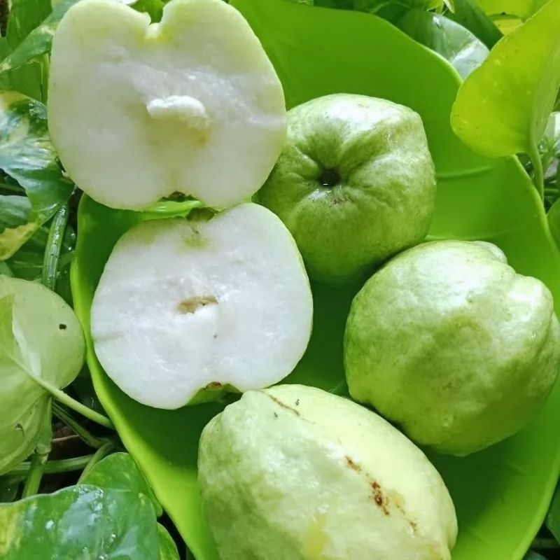 

Jambu Kristal 3kg. /kg isi 5-6 Buah. BERGARANSI