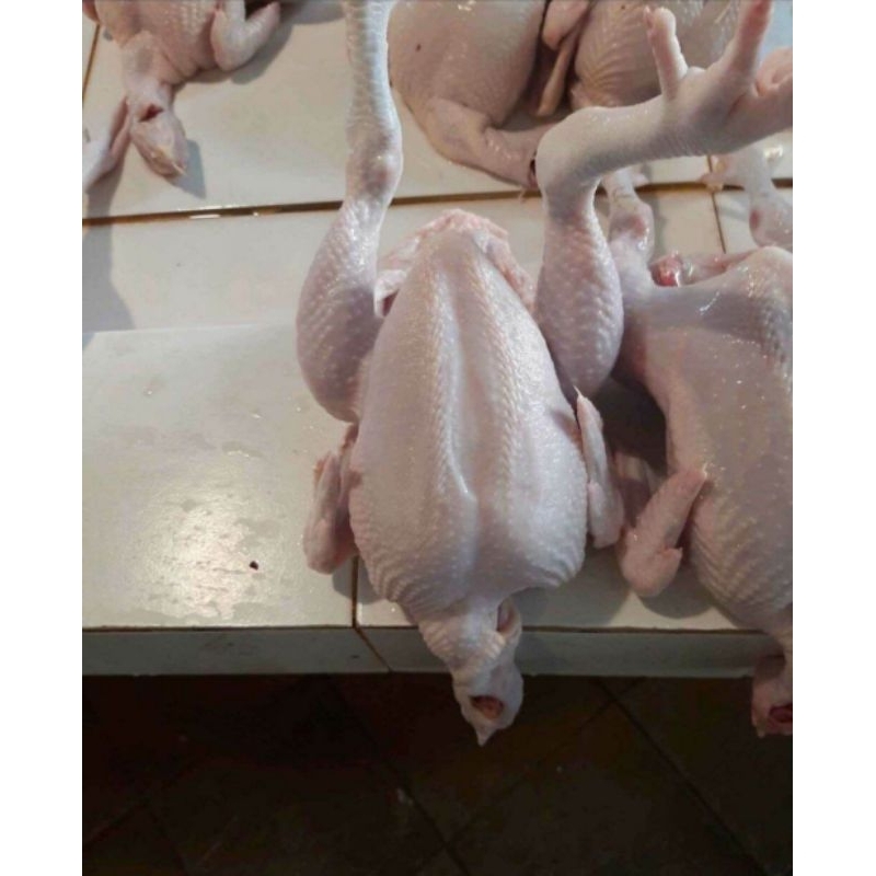 

ayam utuh ftesh 1 ekor