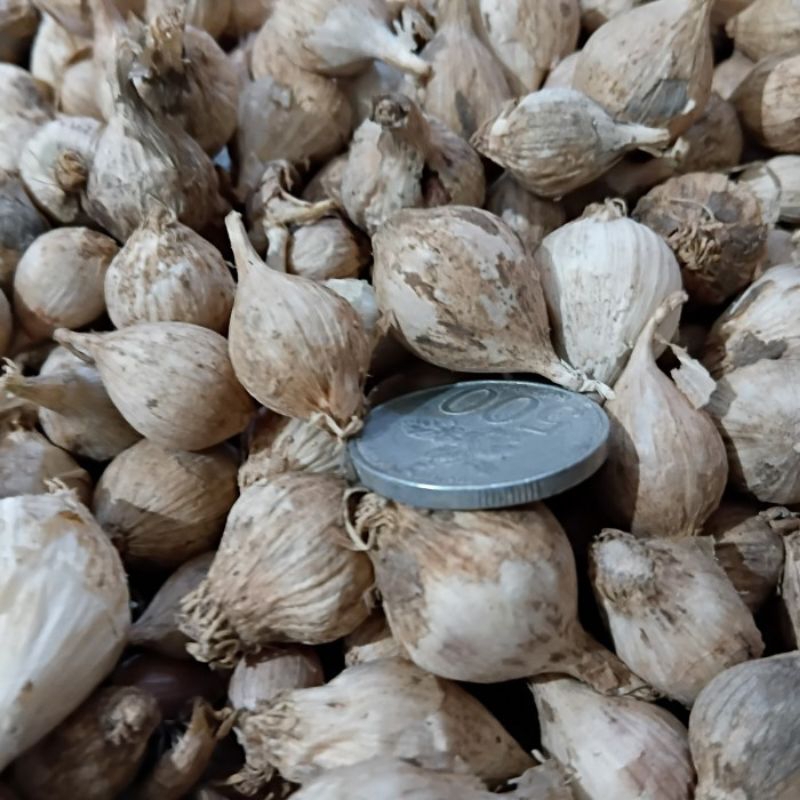 

500 Gram Herbal Bawang Putih Tunggal Lokal