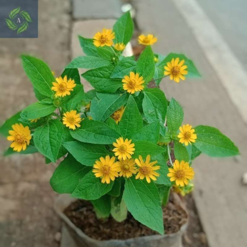 bibit tanaman bunga matahari