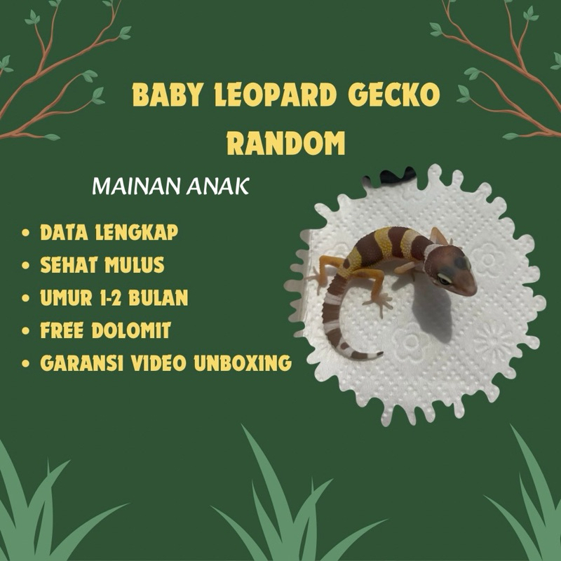 MAINAN BABY & ADULT LEOPARD GECKO RANDOM GRADE A+