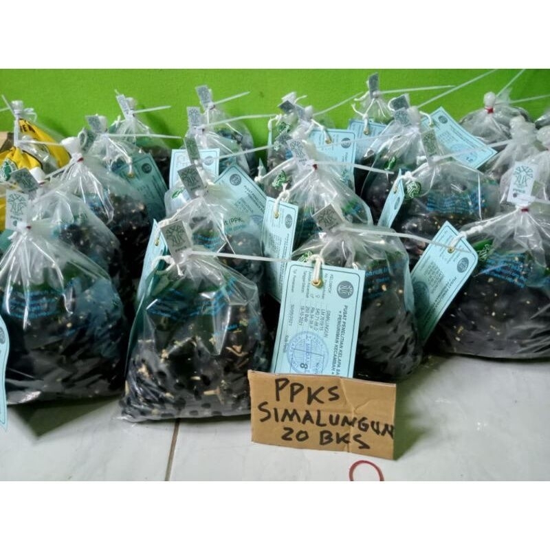 BIBIT KECAMBAH SAWIT UNGGUL LONSUM