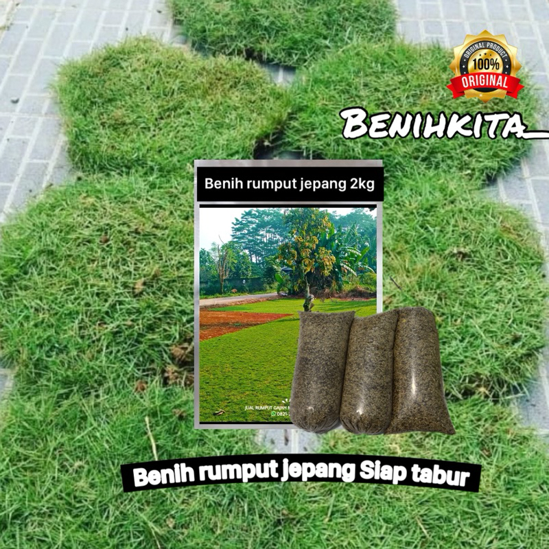 2kg benih rumput jepang-rumput taman hidup