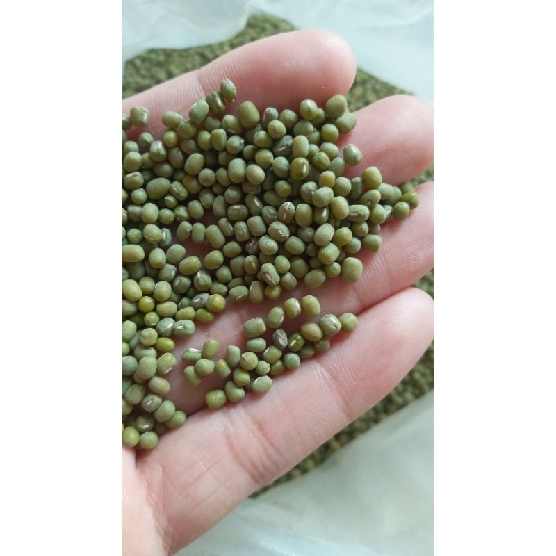 

Kacang Kecambah / Kacang Tauge