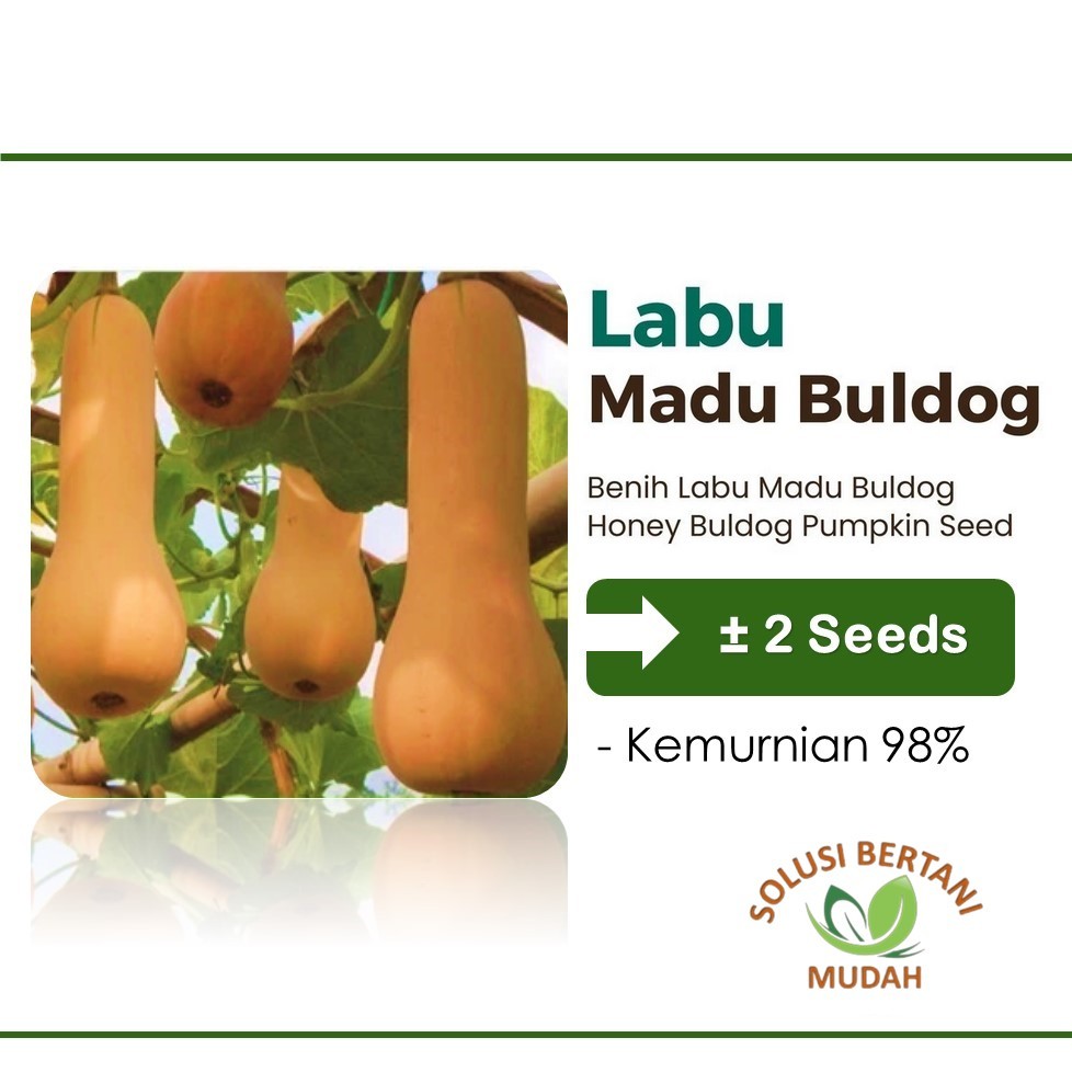 Bibit Benih Labu Madu Butternut Squash F1 Hibrida