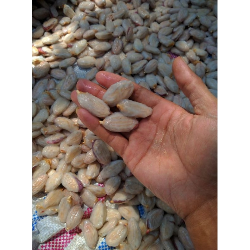 biji kemcambah kakao ORI mcc 02 klon 45 dan bb 01 siap semai