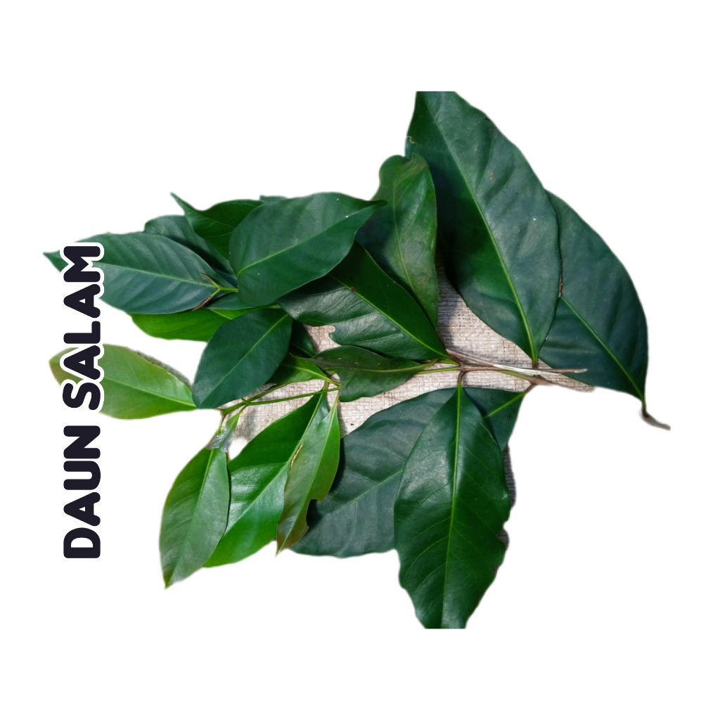 

daun salam Fresh 30 lembar (dapat tambahan bonus)