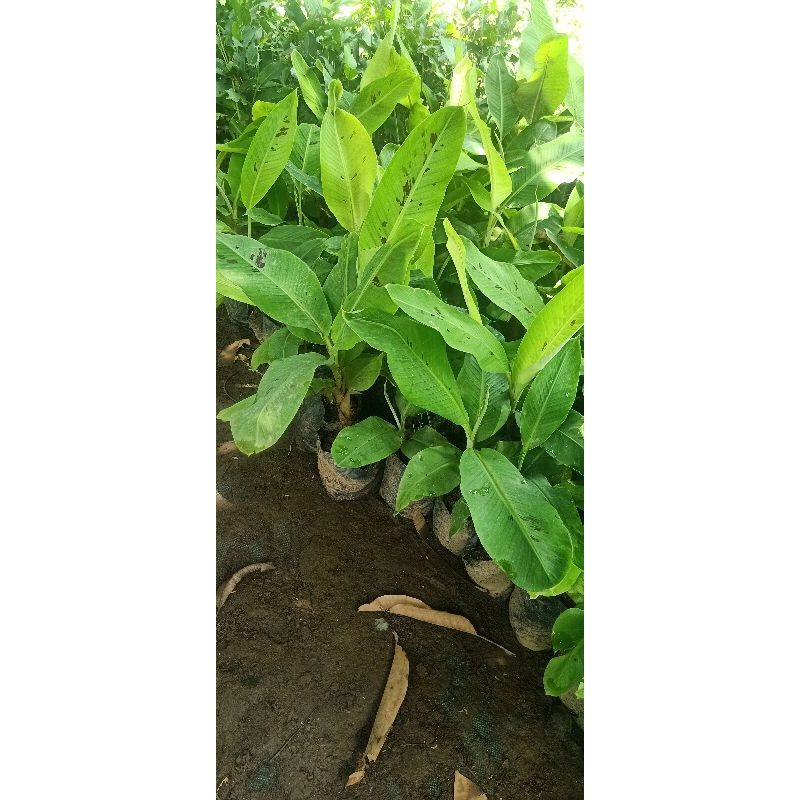 bibit pisang fhia 17/mulyo