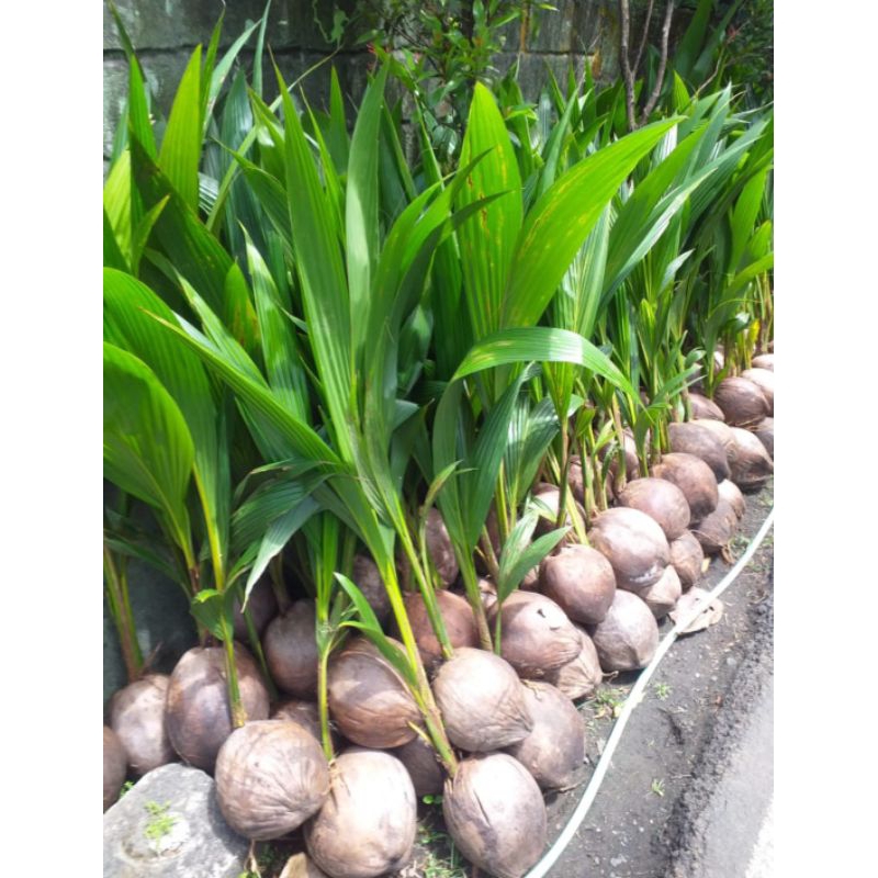 bibit kelapa hibrida unggul