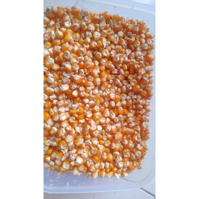 

jagung