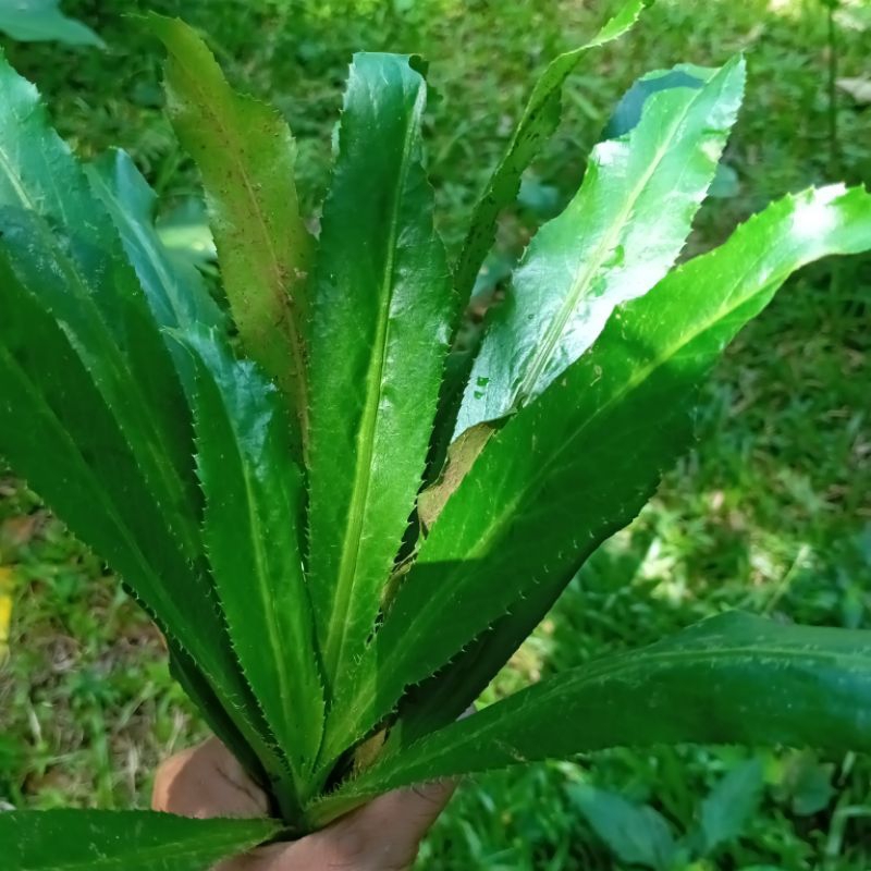 

Terbaik Daun Herbal Walang Sangit Segar 100 gram