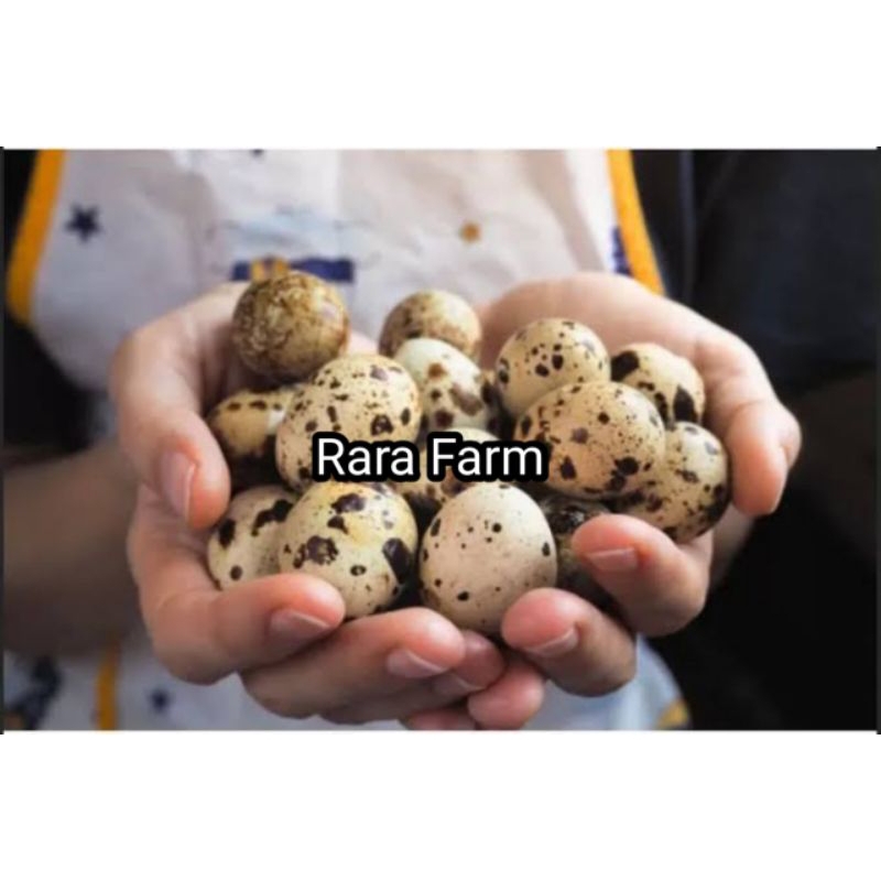 

Telur Puyuh Untuk Ditetaskan