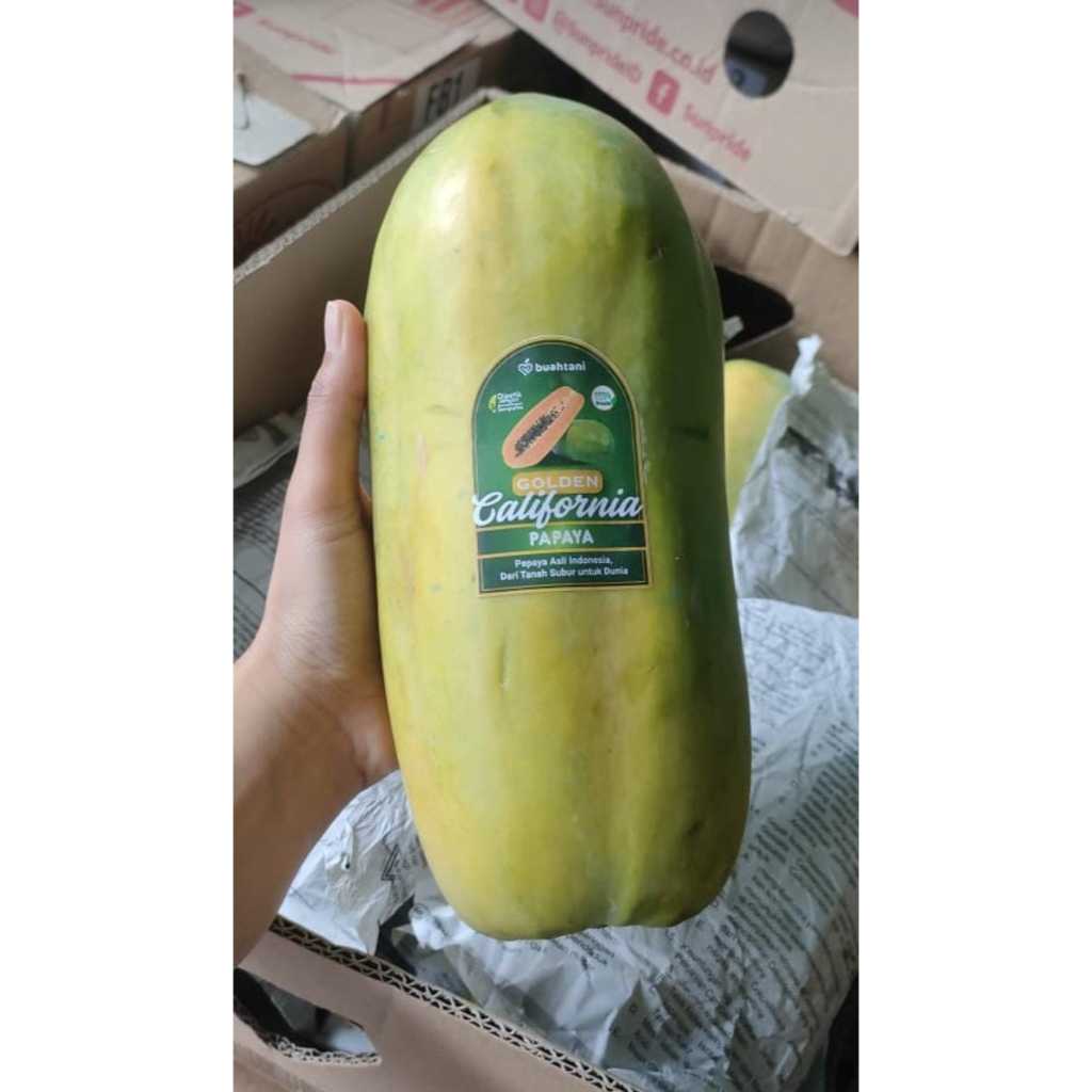 

BUAH PEPAYA CALLINA SUNPRIDE