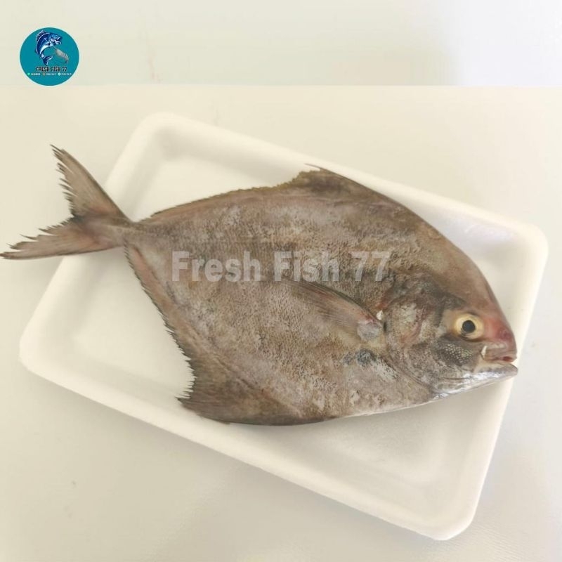 

Ikan Bawal Hitam