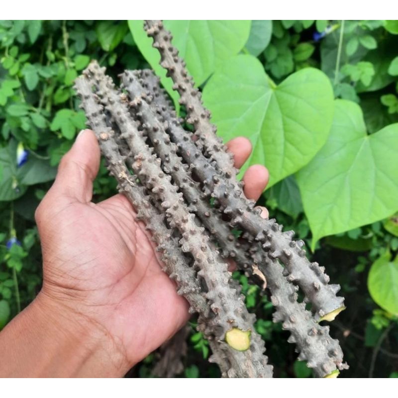 

Batang Brotowali Fresh – Herbal Alami untuk Stamina & Gula Darah