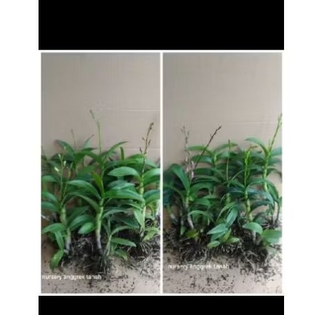 anggrek dendrobium dewasa knop/spike anggrek dendrobium