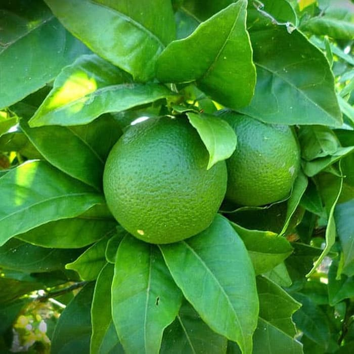 Green Earth - Bibit Benih Biji Buah Jeruk Nipis - Biji Tanaman Buah Jeruk Nipis - Bibit Pohon Buah J
