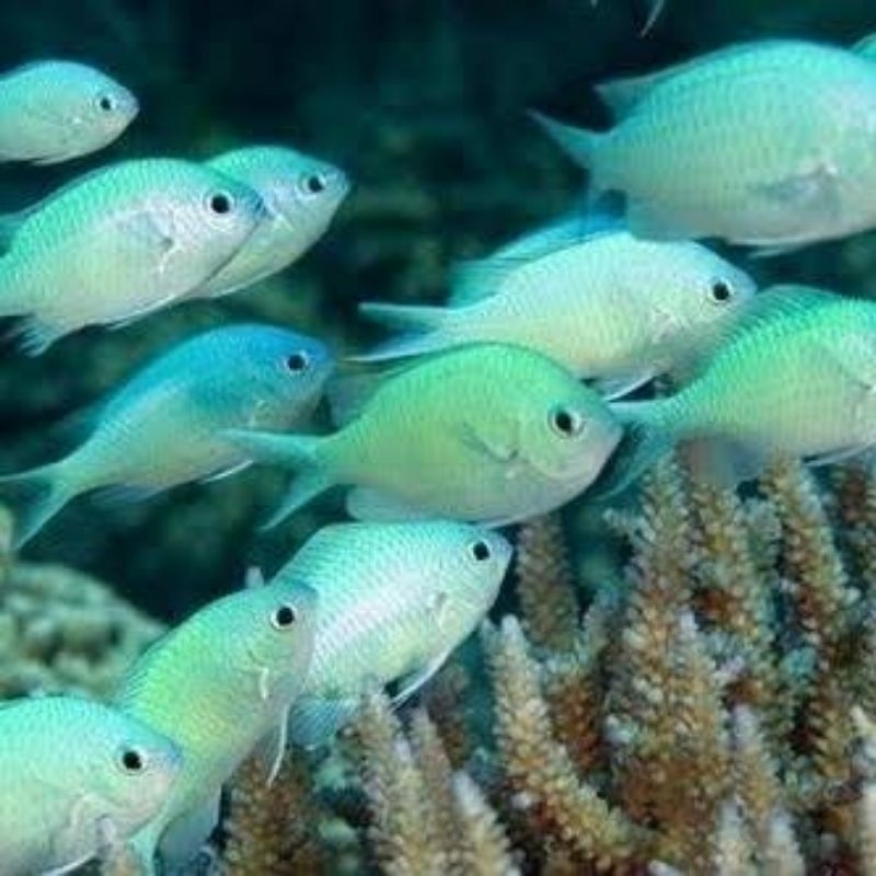 ikan hias laut jae jae