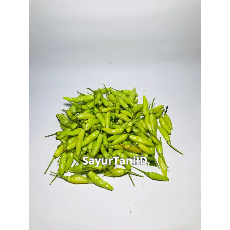 

cabai rawit putih/cabe rawit/cabe rawit putih