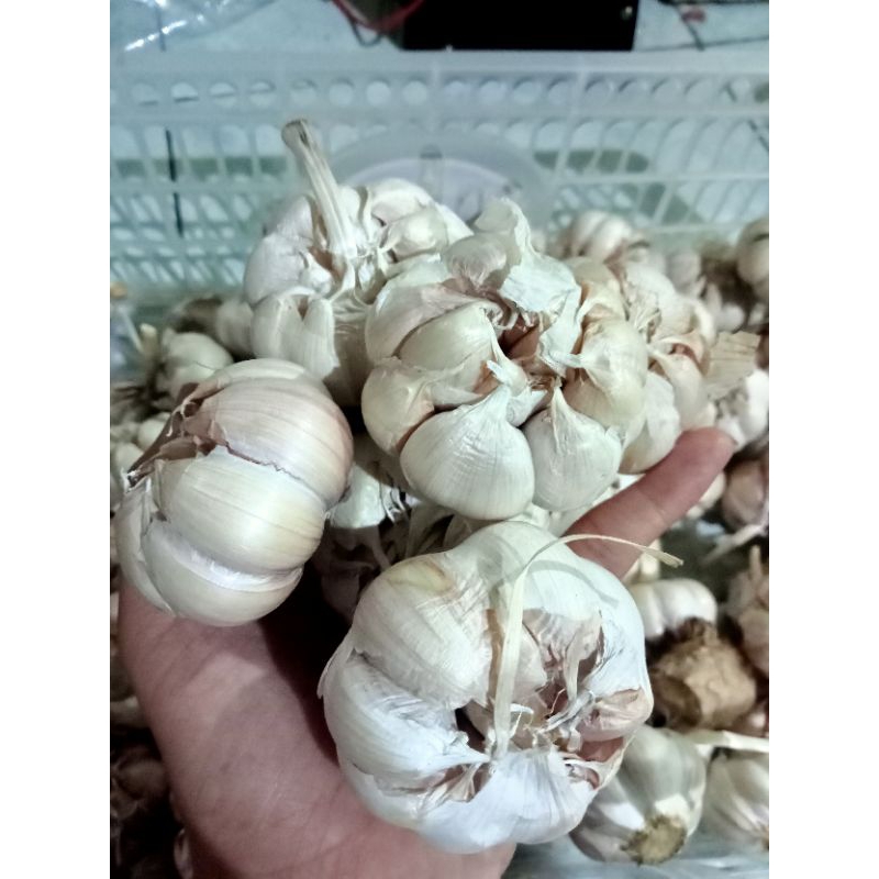 

bawang putih