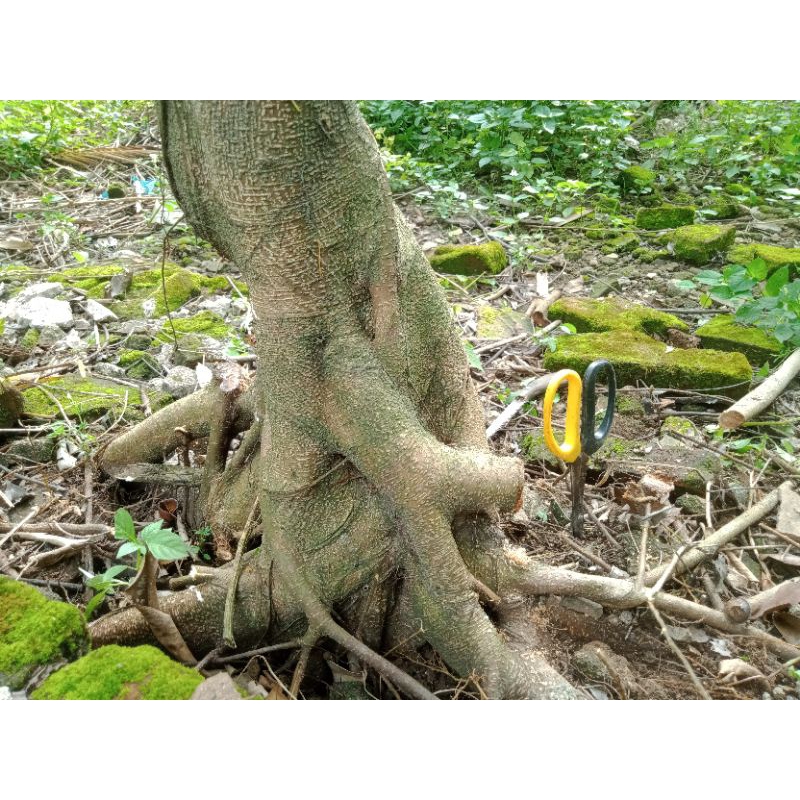 bonggol iprik jumbo sesuai di foto