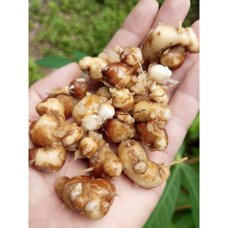 

kencur segar/cikur segar fres premium 1 kg COD