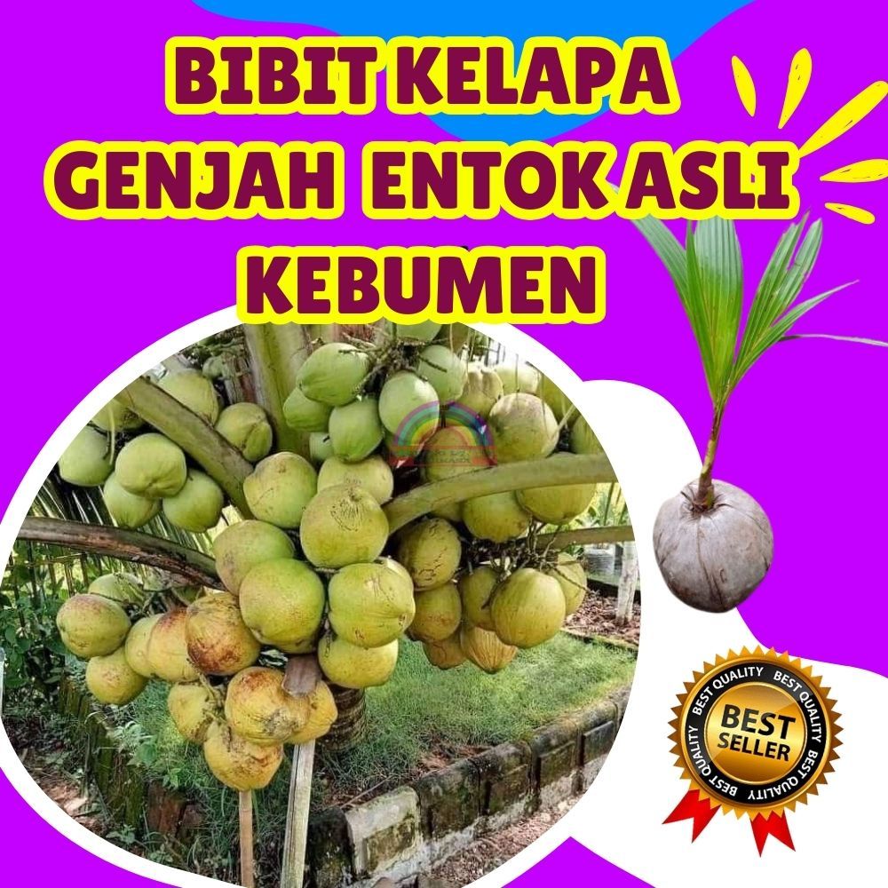 TERLARIS.. Pohon Kelapa Hibrida, Pohon Kelapa Hibrida Bersertifikat
