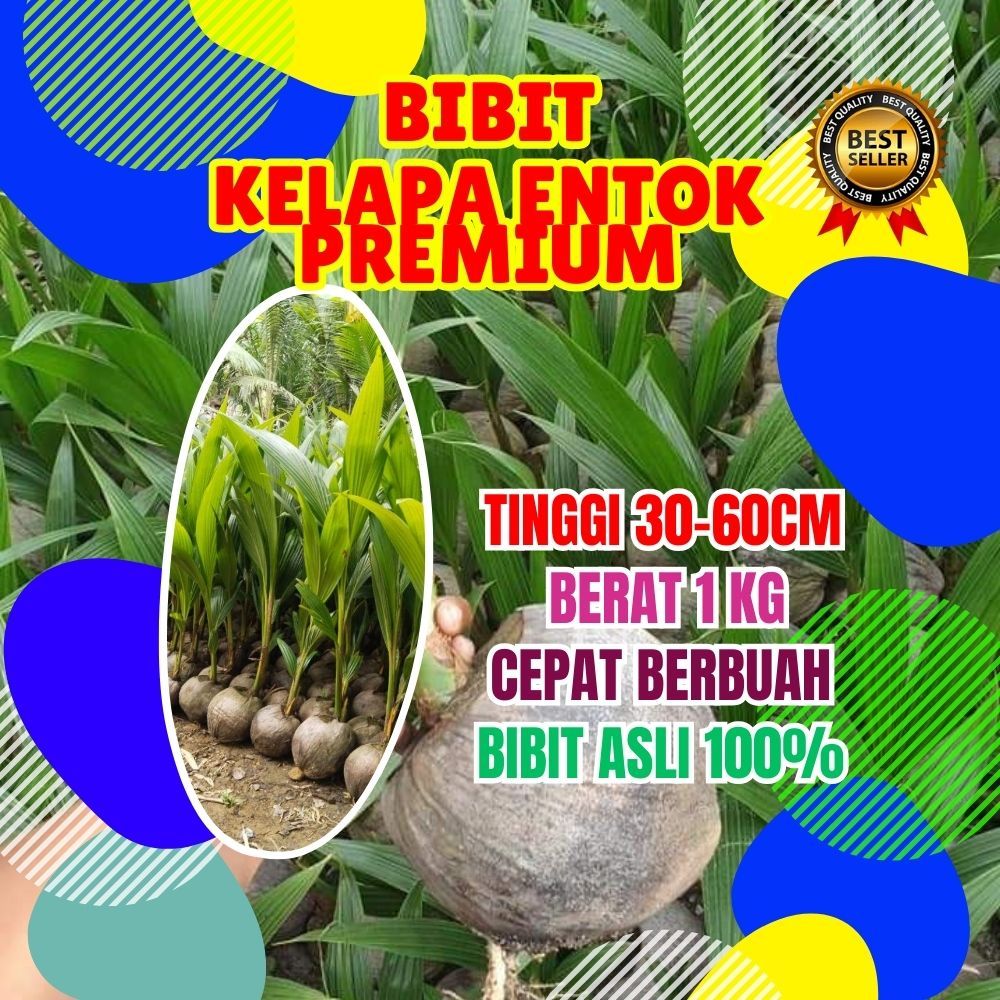 CEPAT BUAH..!  Pohon Kelapa Kampung, Pohon Kelapa Kembar